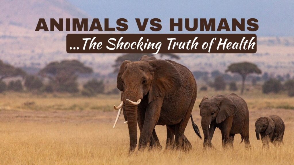 Why Animals Rarely Get Sick but Humans Do